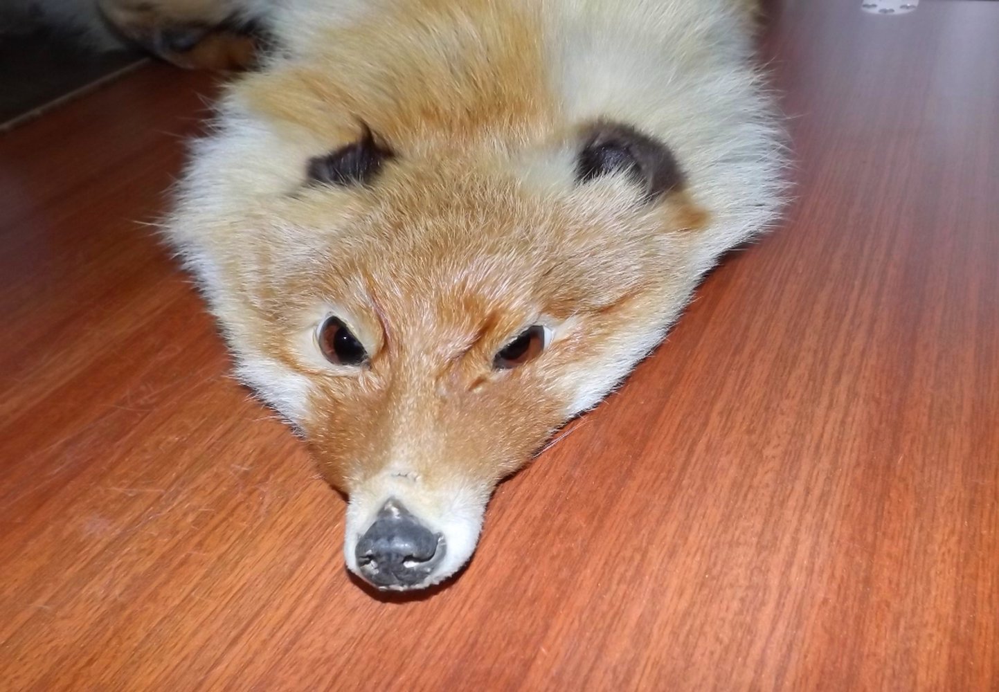 Fuchsstola Fuchsstola elegant & Luxoriös