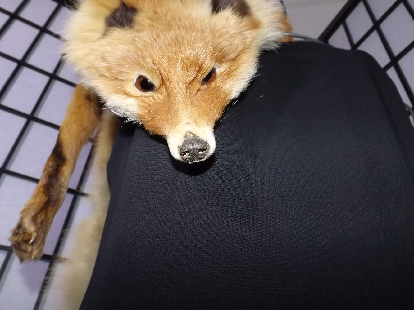 Fuchsstola Fuchsstola elegant & Luxoriös