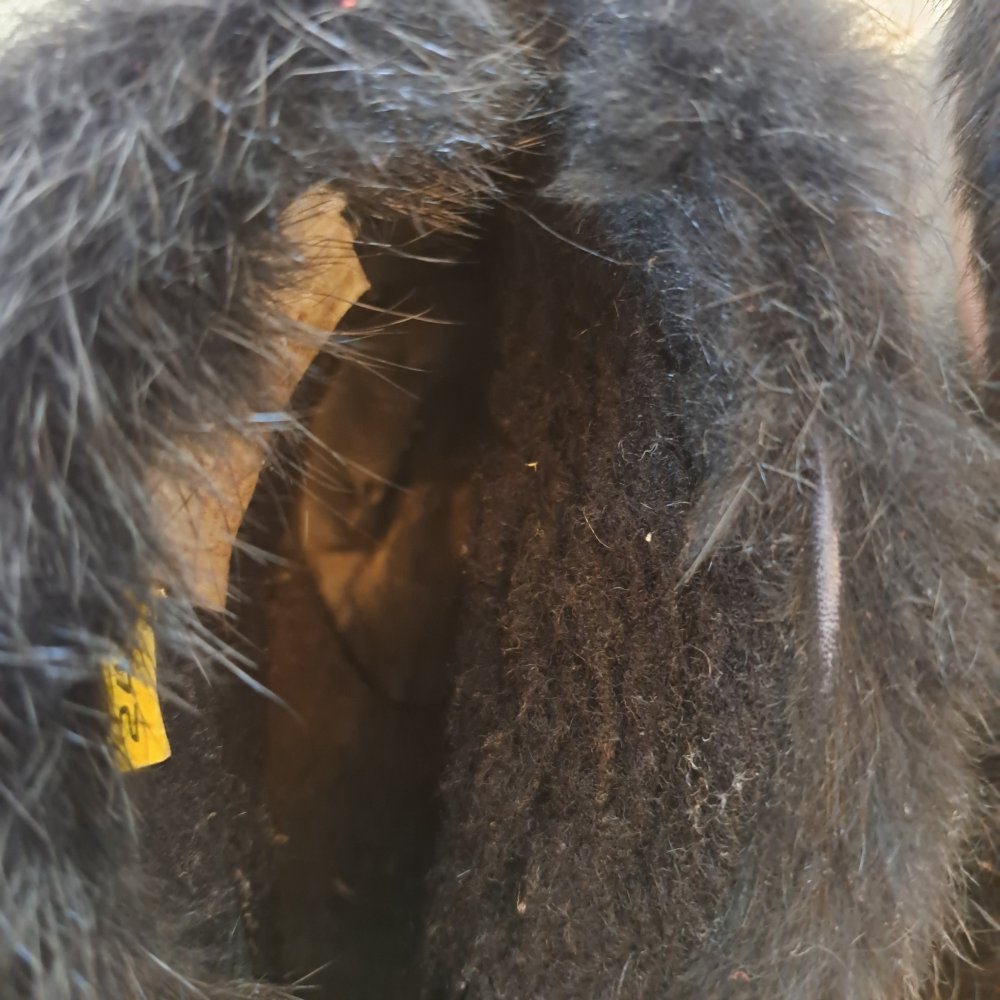 elegante Stiefeletten Leder schwarz Gr. 4 / 37 * kaum getragen