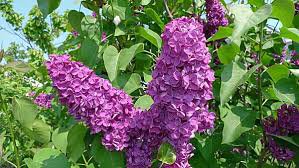 Tommy Hilfiger Weste Gr. S Daunenweste Daune Federn XS 34 36 Fell