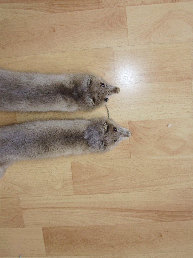 Nerzstola/ kragen 2 x aus den 60- ern